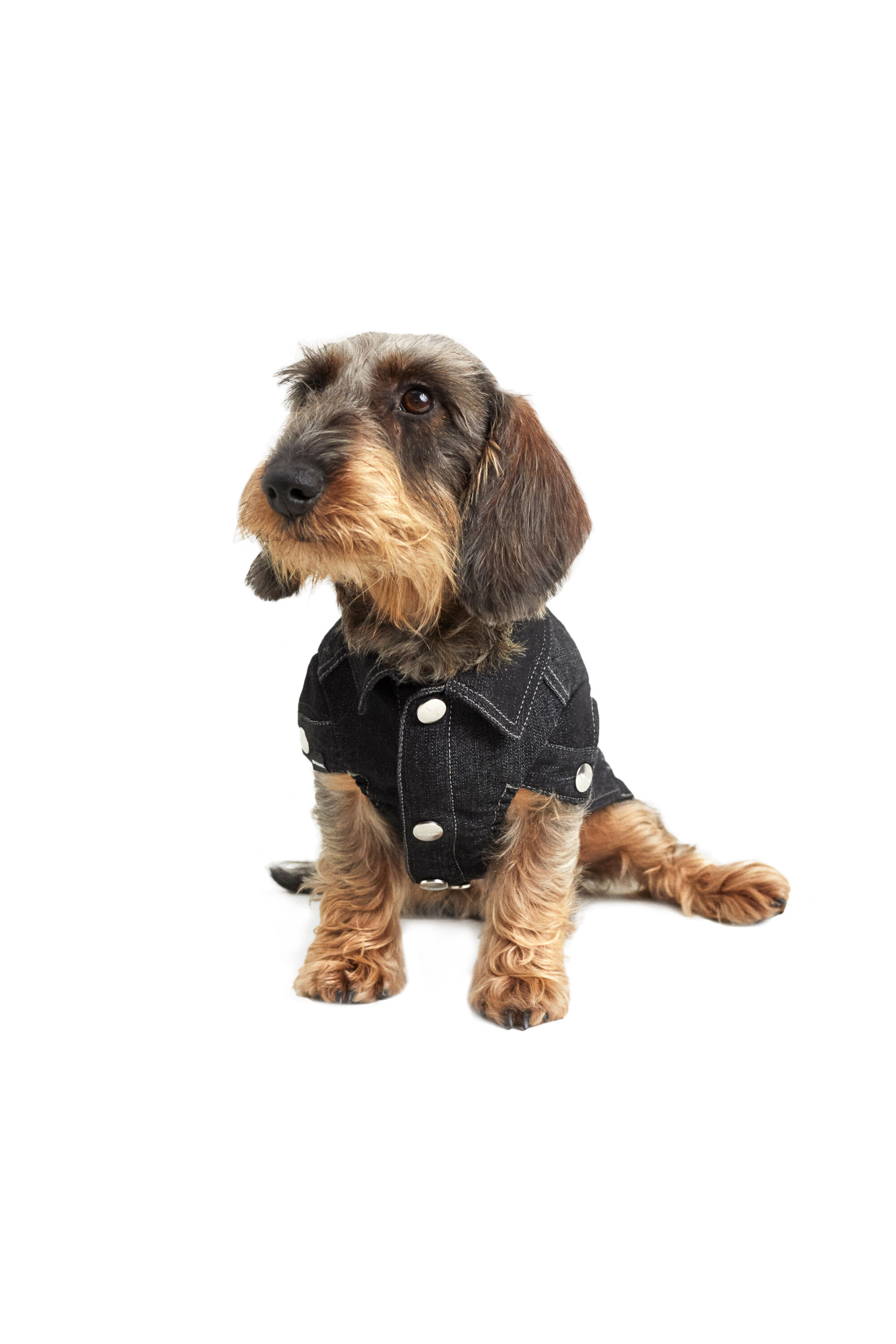 Dog punk jacket on sale